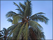 Palme mit Kokosnüssen Fotos